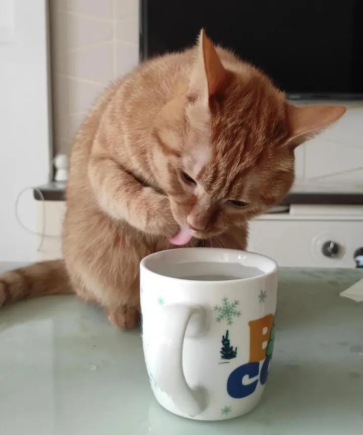 猫咪为什么爱喝铲屎官的水,猫喝流水