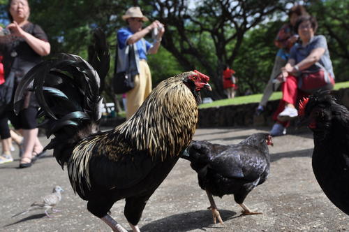 鸡的祖先是霸王龙？它为何每天都下蛋，细数鸡身上的“恐龙基因”