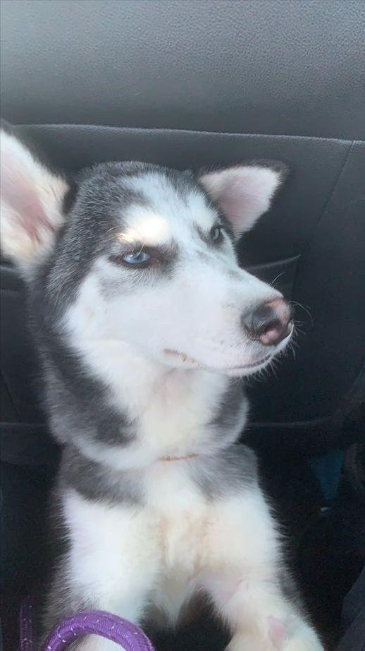 细小治愈后还是没精神,细小治愈了站不起来了