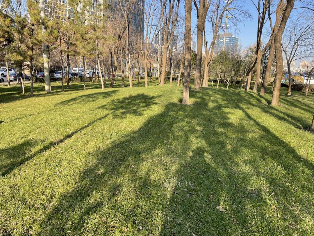 景观草坪如何搭配,庭院景观草坪种类