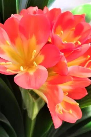 君子兰属兰花,君子兰兰花咋养