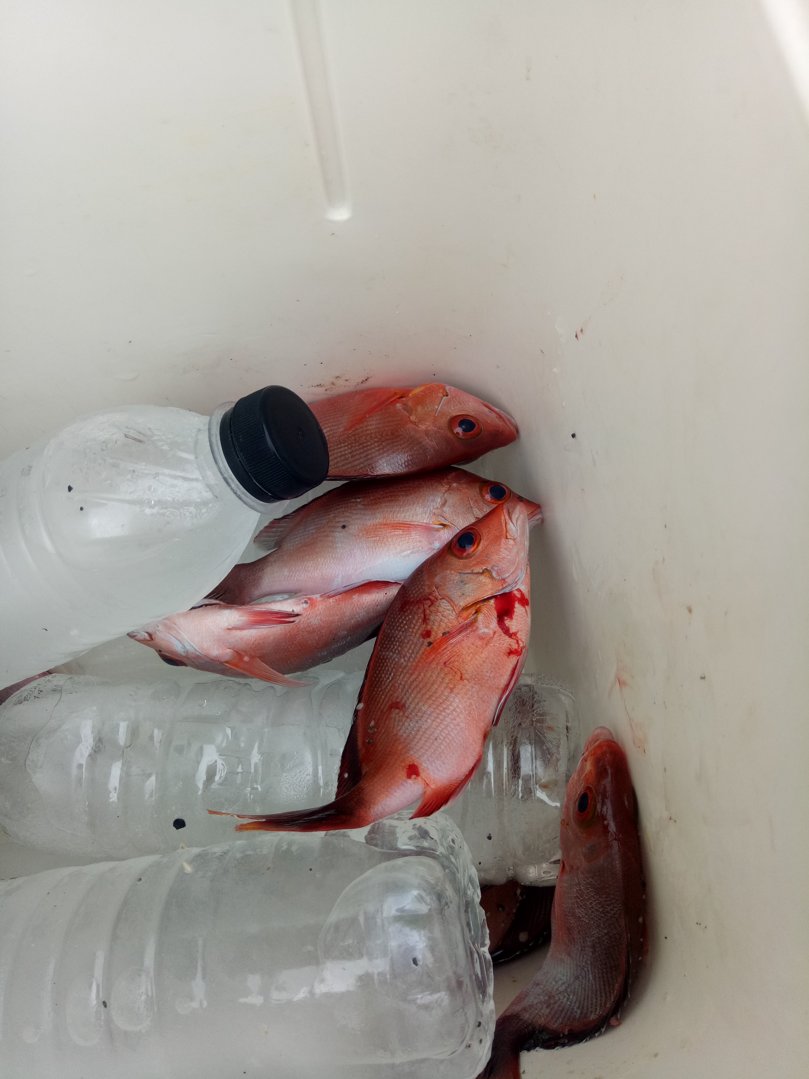 花莲县钓鱼,花莲在哪里海钓