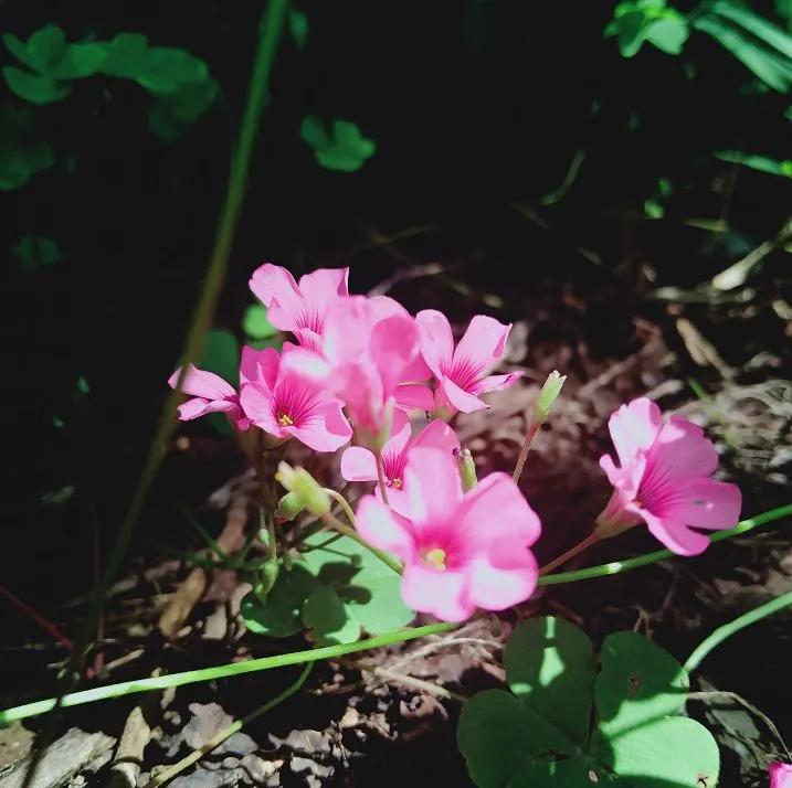 传说中的幸运有什么用,传说中的幸运原石