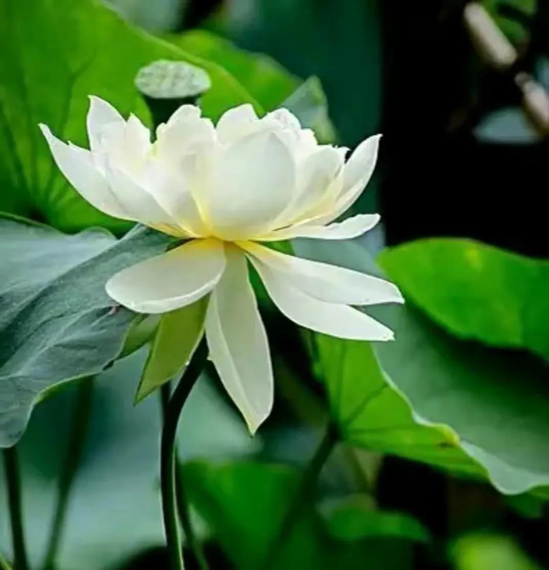 濯清涟而不妖说的是荷花还是莲花,濯清涟而不妖的荷花名句