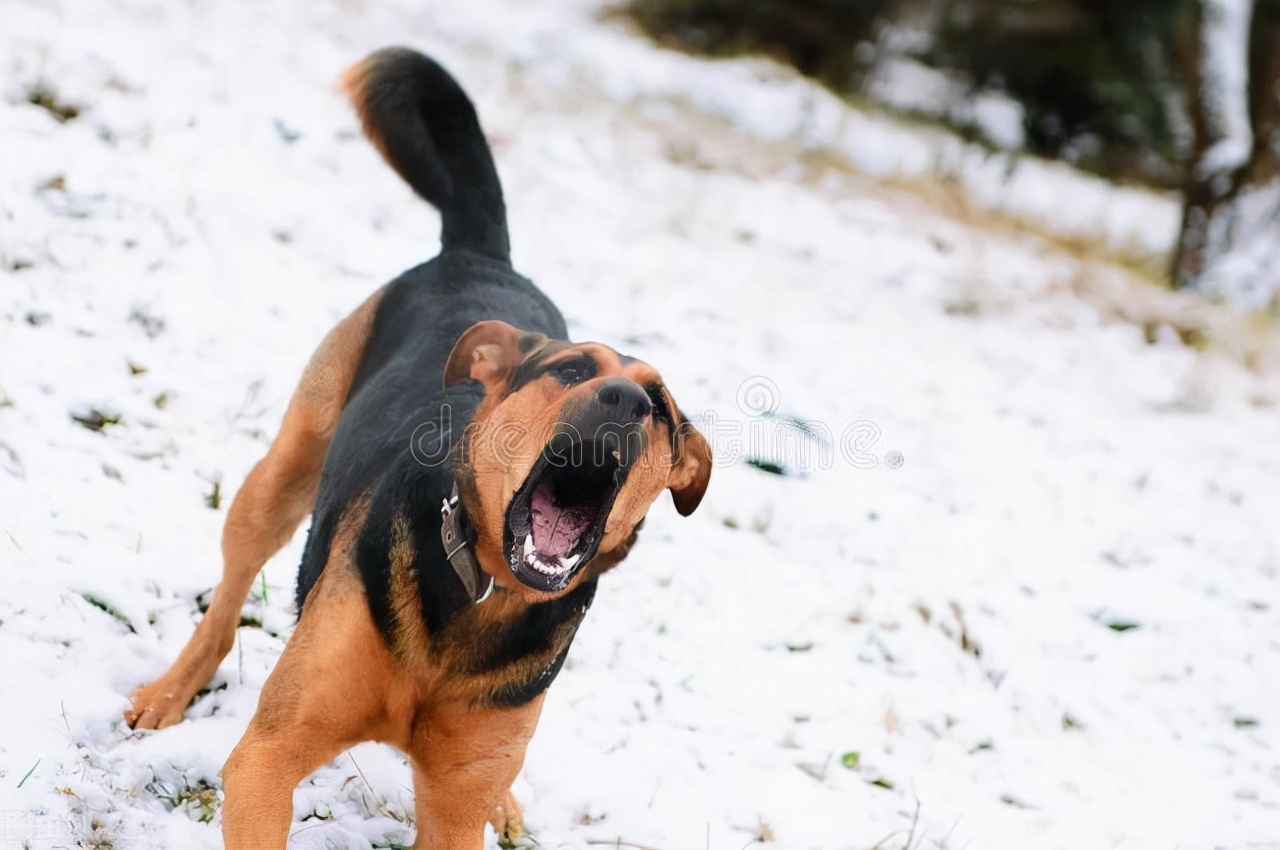 为什么狗有这么大奴性,狗是有奴性的动物