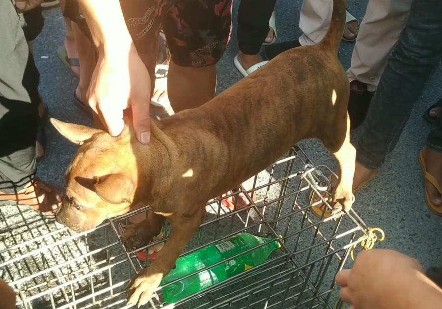 一条土狗多少元,一条土狗卖七八百