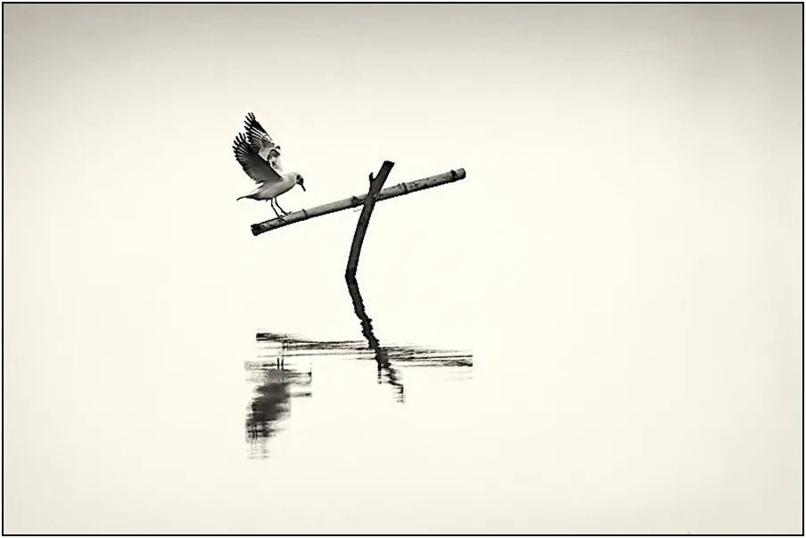 罕见唯美的动物抓拍照片,珍稀动物摄影作品图片