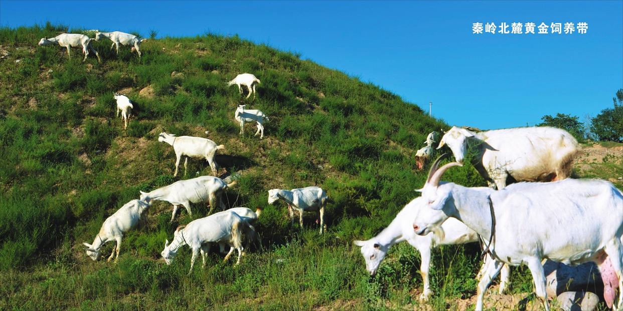 雅泰羊奶粉质量怎么样,雅泰乳业羊奶粉全国排名