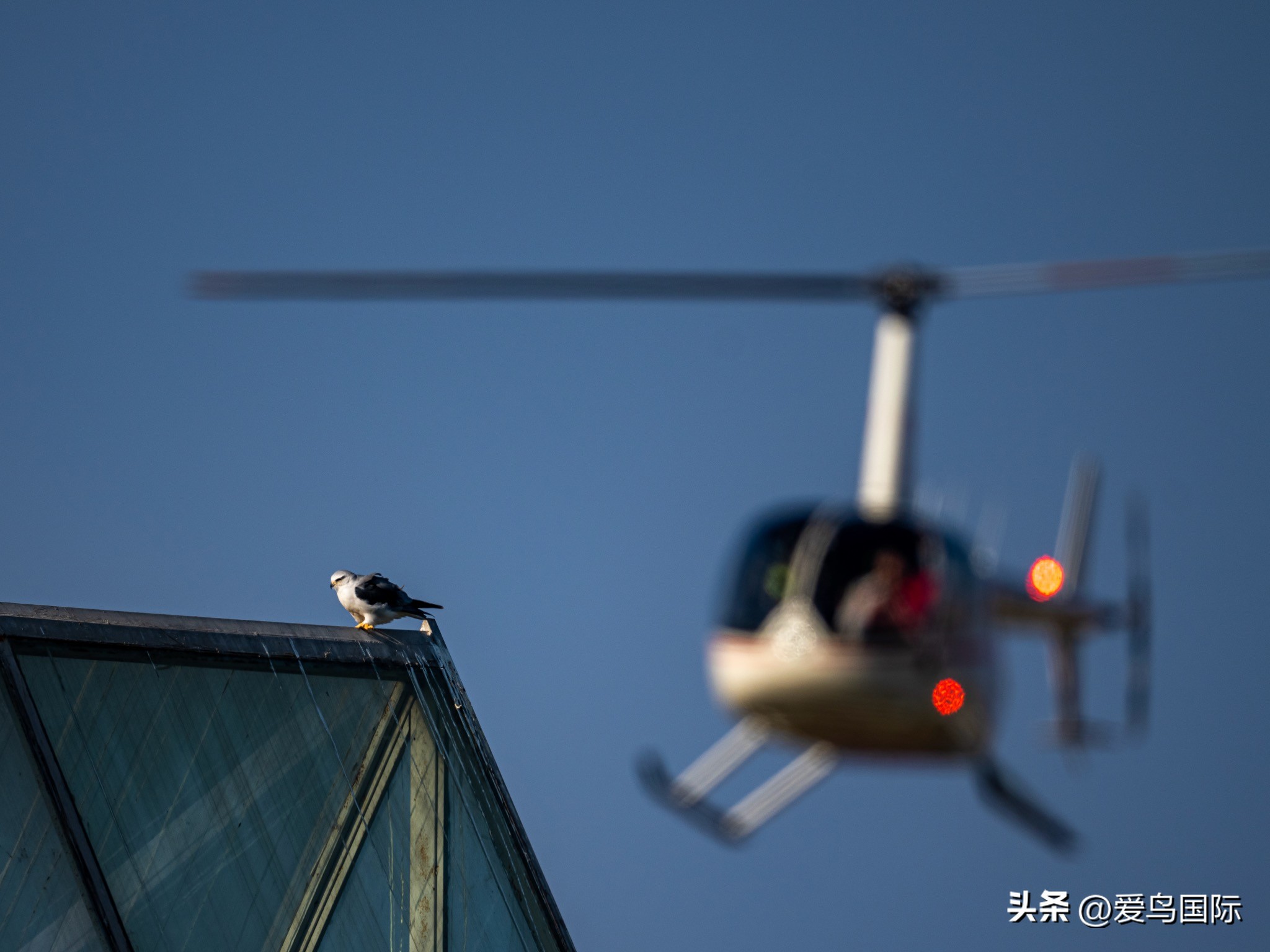 Alpha 1鸟种“加新”之旅 索尼云南拍鸟活动手记