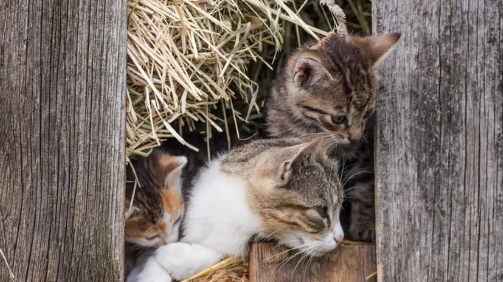 母猫交配后，为什么会满地打滚，还转头攻击雄性？