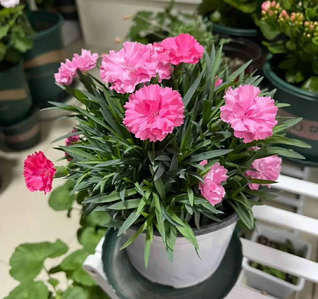 母亲节买什么花好,母亲节礼物简单又漂亮花