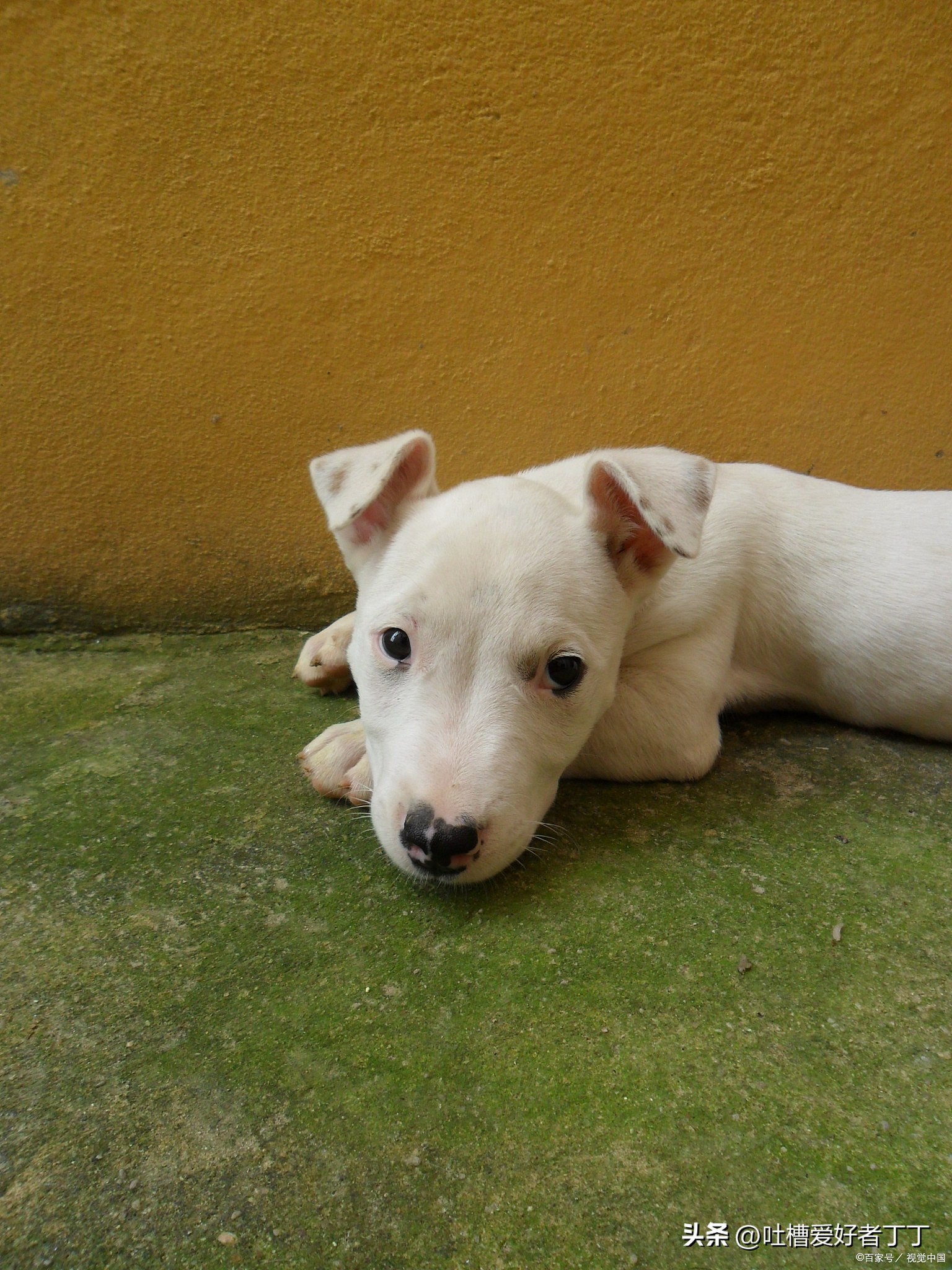 狗子对主人的忠诚与守护足矣,狗子为什么对主人那么忠诚