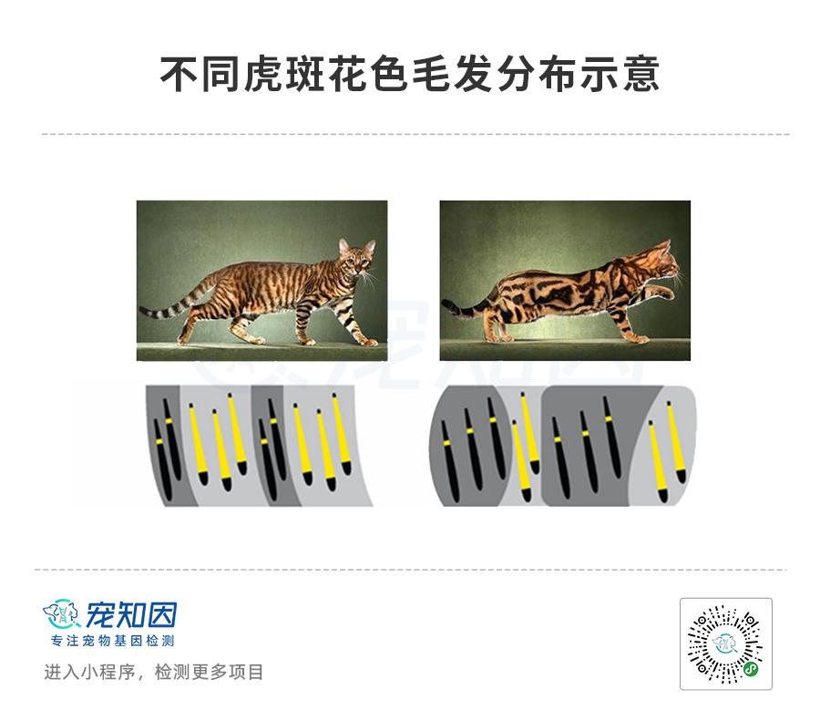基因克隆最新突破,基因最新突破