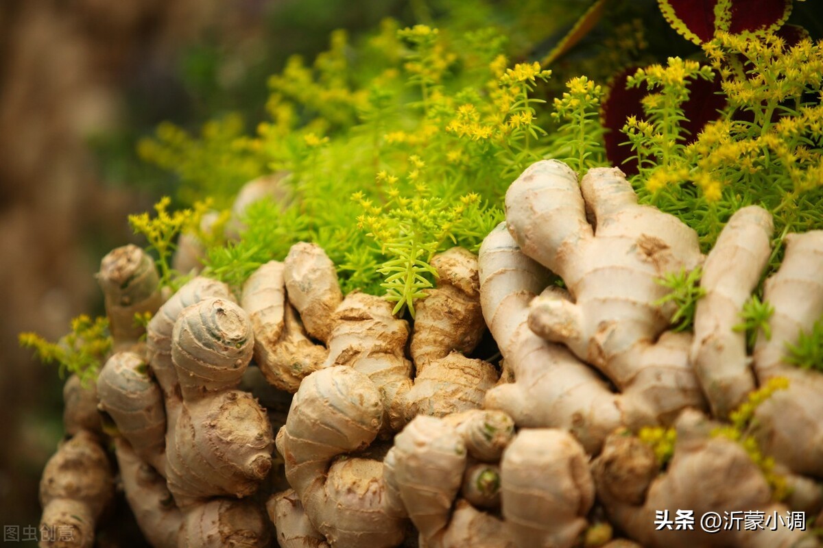 安丘市姜蒜,安丘的姜蒜之乡是哪里