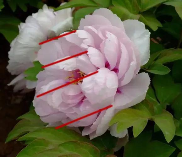 画侧面的两种方法,画准确线稿