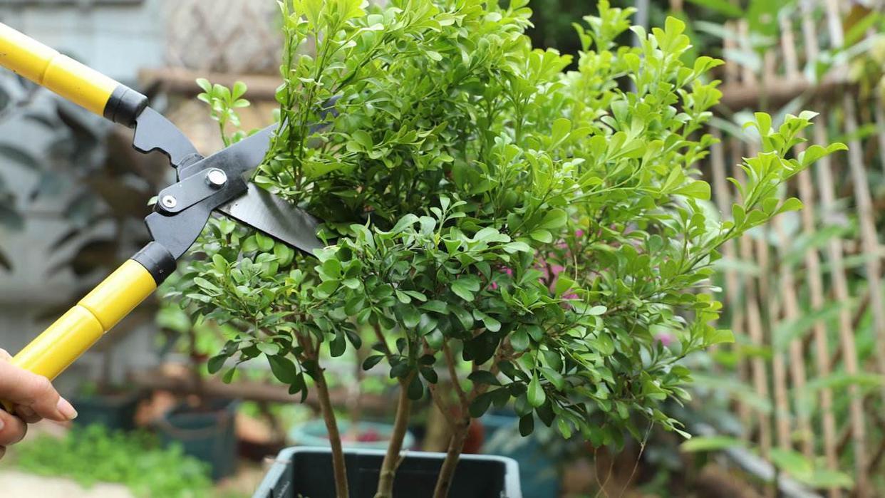 看看花市最受欢迎的6种花,这5种花再好看也别乱养