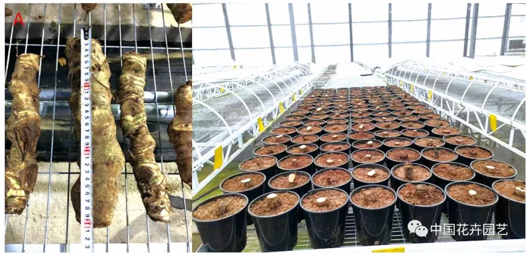 帝王花烛的桩子怎么养,帝王花烛能养在室内吗