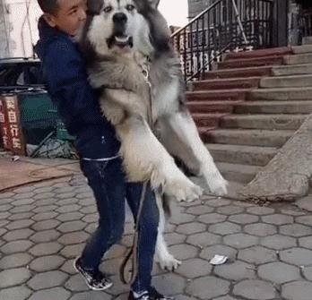 哈士奇大型犬可以养吗,哈士奇犬为什么不建议养
