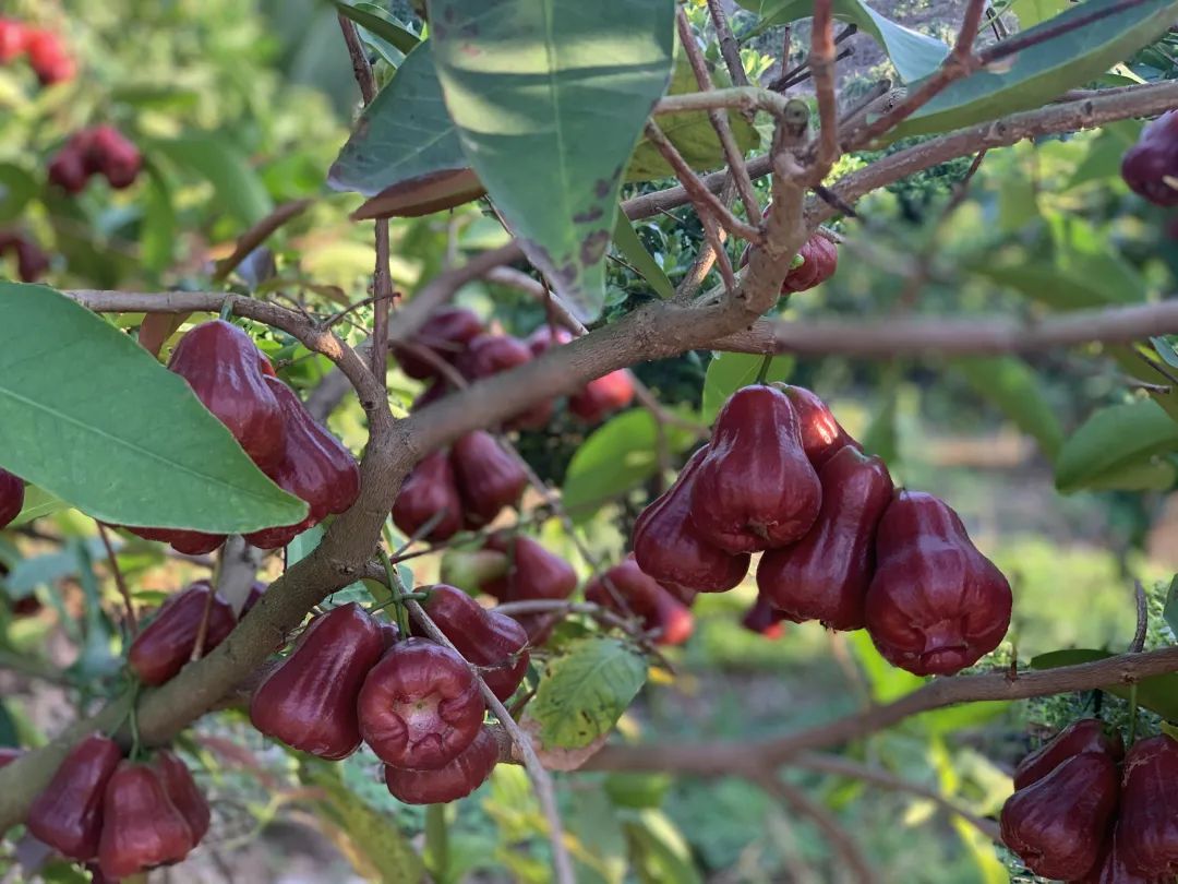 海南封关政策对农民有什么影响,海南封关后对岛内农业有何影响