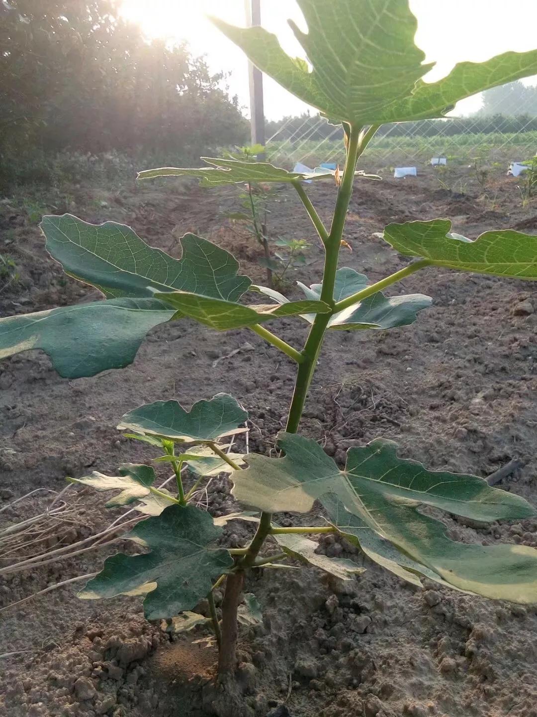 我与火锅的不解情缘,我与焦虑症的不解情缘