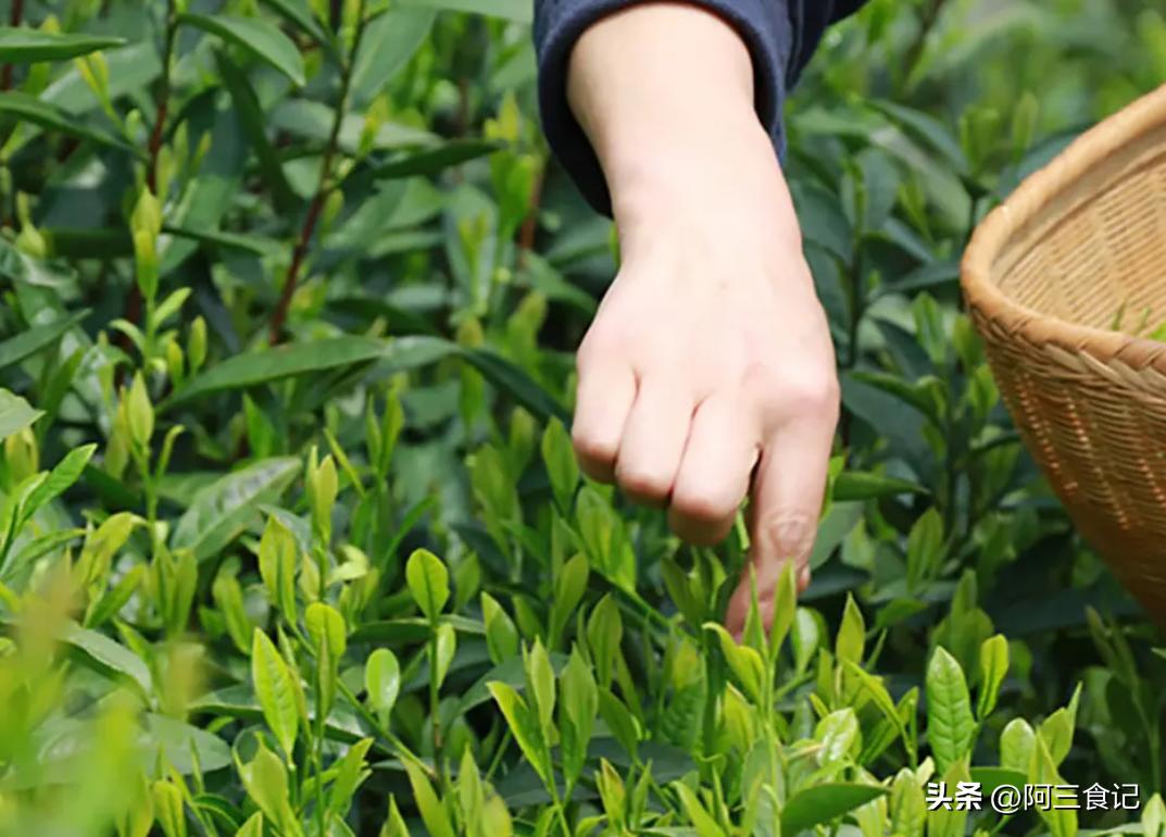 茶叶开茶后怎么保存,泡水后的茶叶怎么保存最好呢