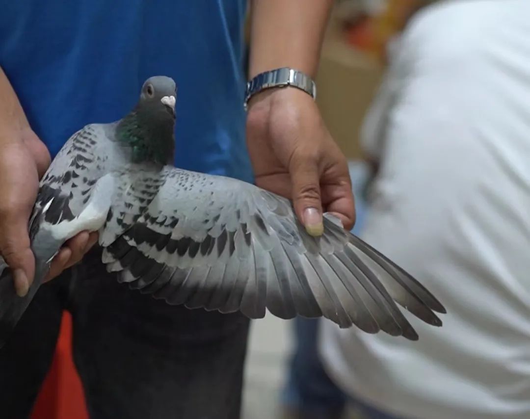 陋棚一样可以飞出“飞龙荣耀杯”13760羽总冠军，王志杭夺得亚军