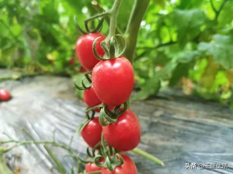 海南千禧樱桃圣女果,新鲜樱桃圣女果