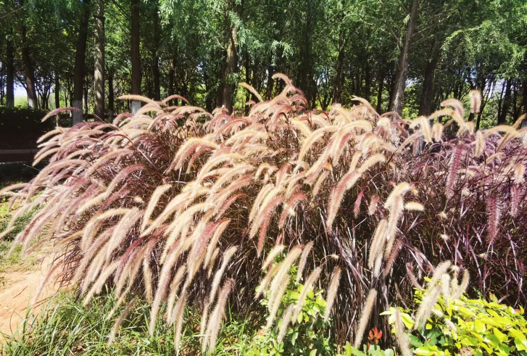 街心花园附近拍照打卡点,街心花园打卡