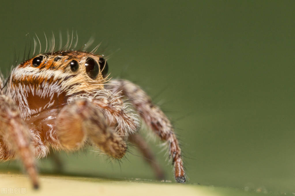 昆虫奇葩交配繁衍，结成爱心的蜻蜓，终身产卵的苍蝇，蝉爱过就死