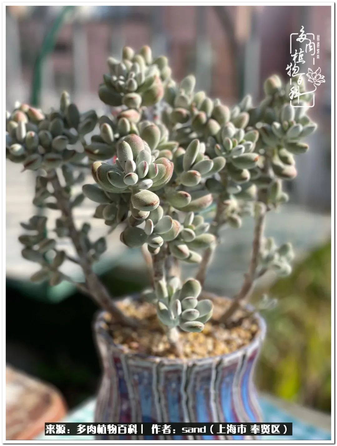 养点花草给生活添点乐趣,养点花花草草心情自然会好