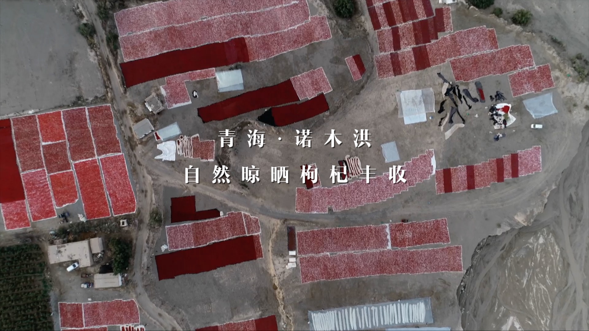 青海诺木洪枸杞今年什么时候摘,青海诺木洪枸杞采摘