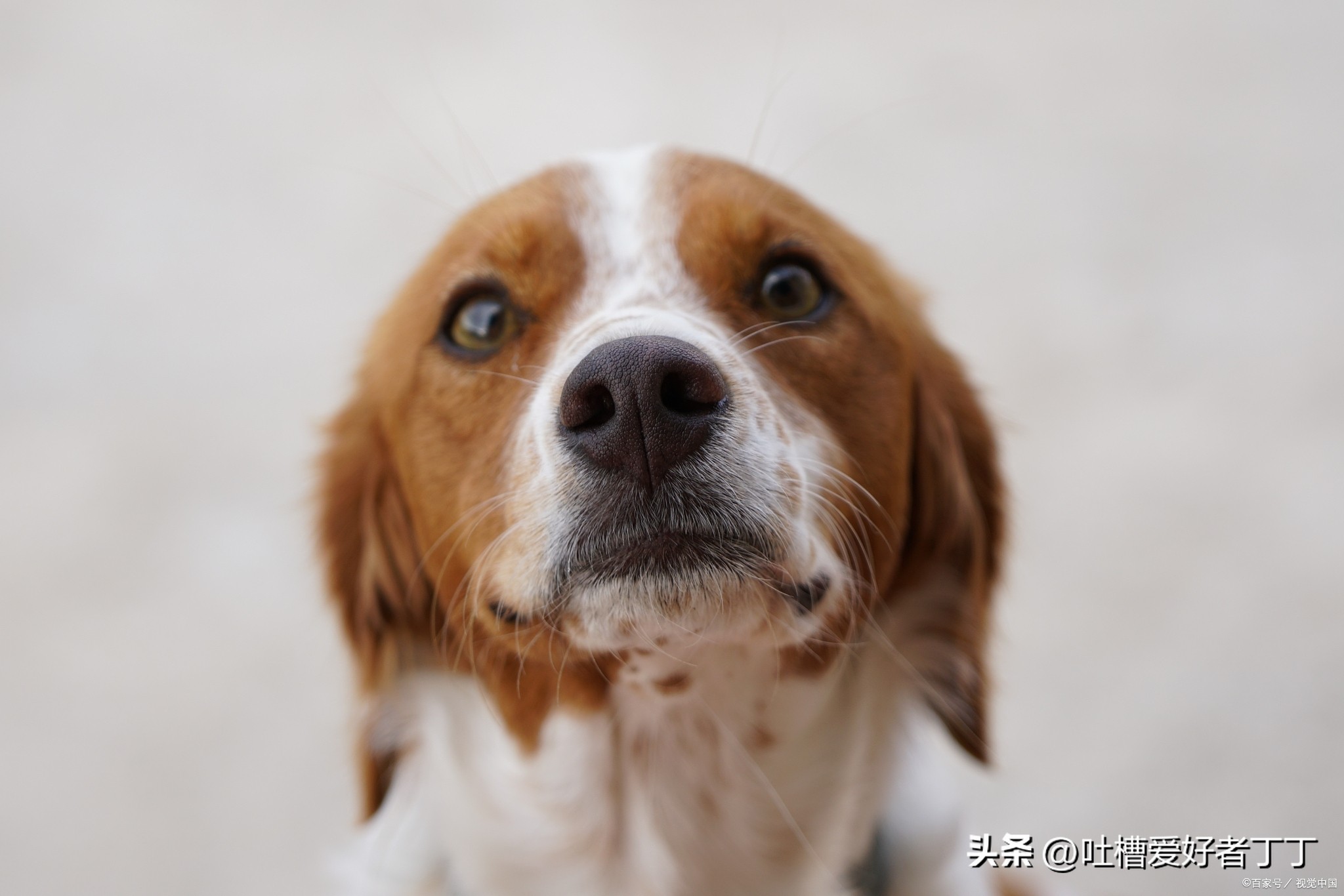 狗子对主人的忠诚与守护足矣,狗子为什么对主人那么忠诚