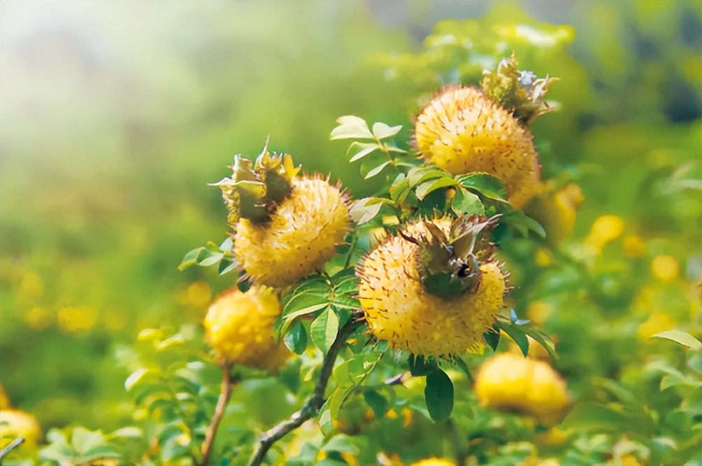 6种野果,5种你从来没见过的水果