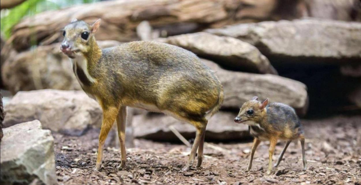 小鼷鹿：比兔子还小，下了水就不会动，云南为它修建专用大桥