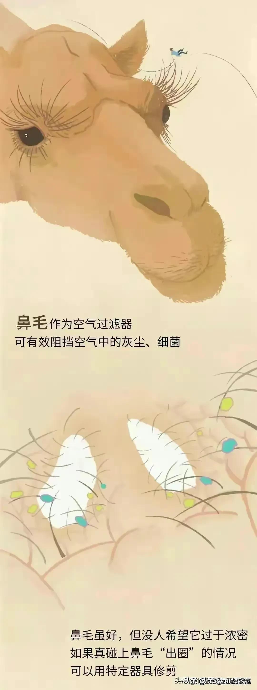 人类为何没有浓密的体毛,人类的体毛作用