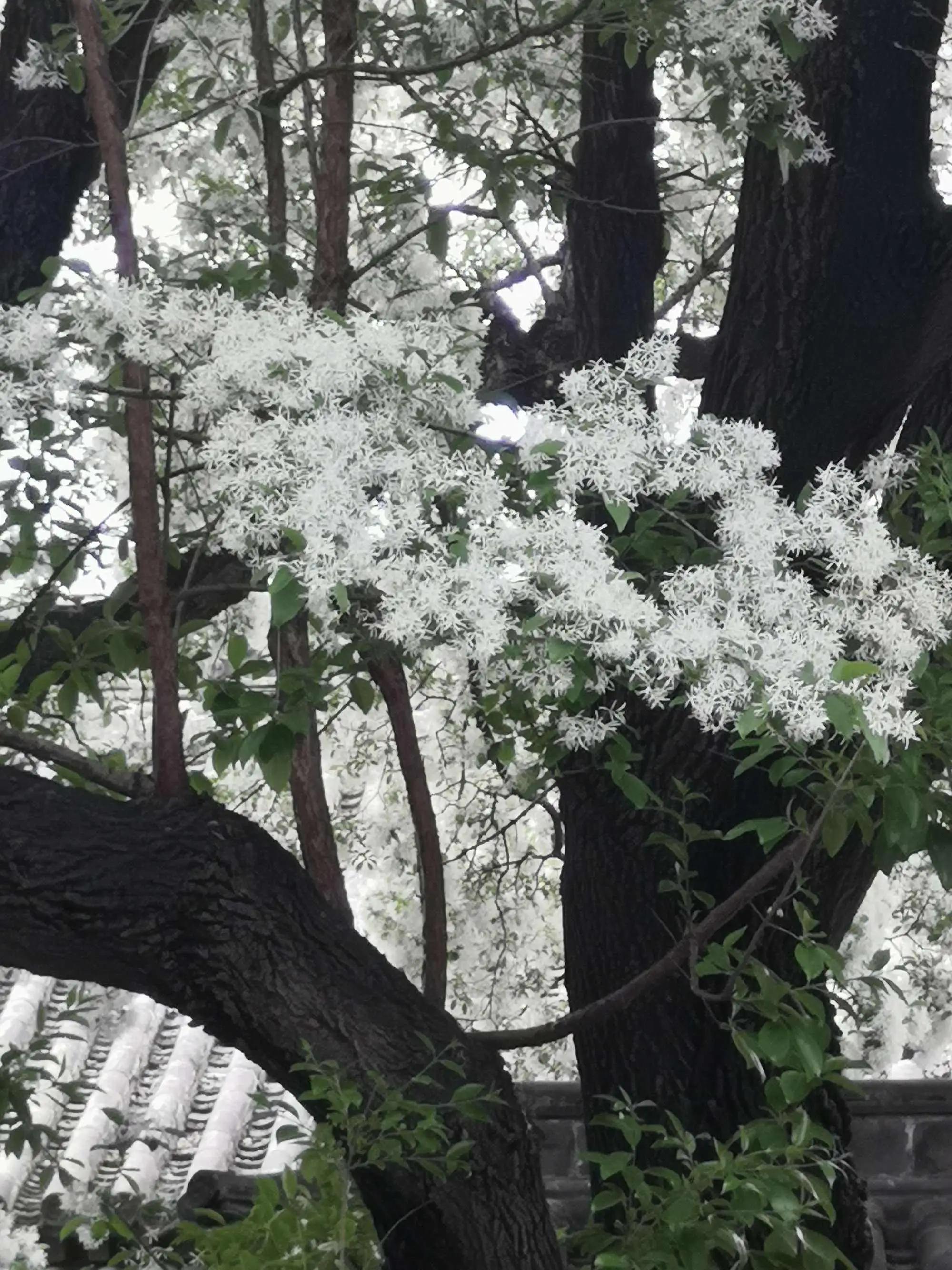 春和景明红盖头,孟府流苏花开了吗