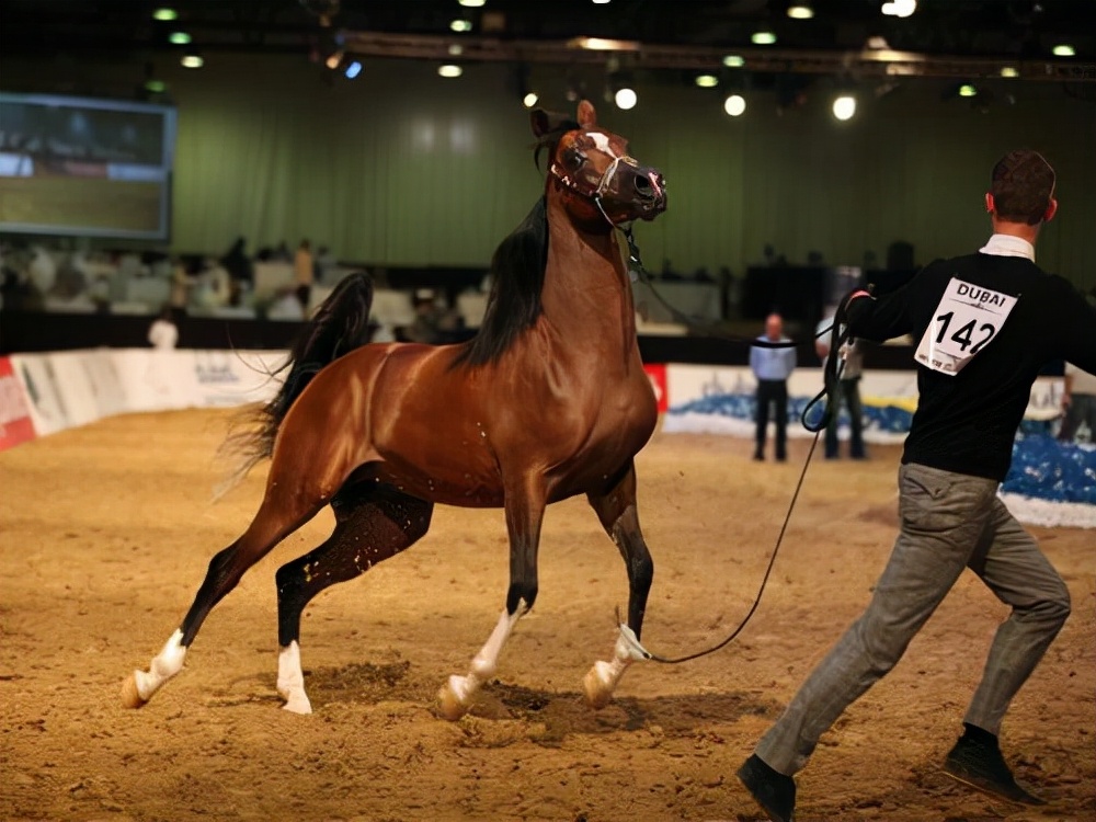 为什么马永远无法取代驴子的地位,马和驴各有什么特点