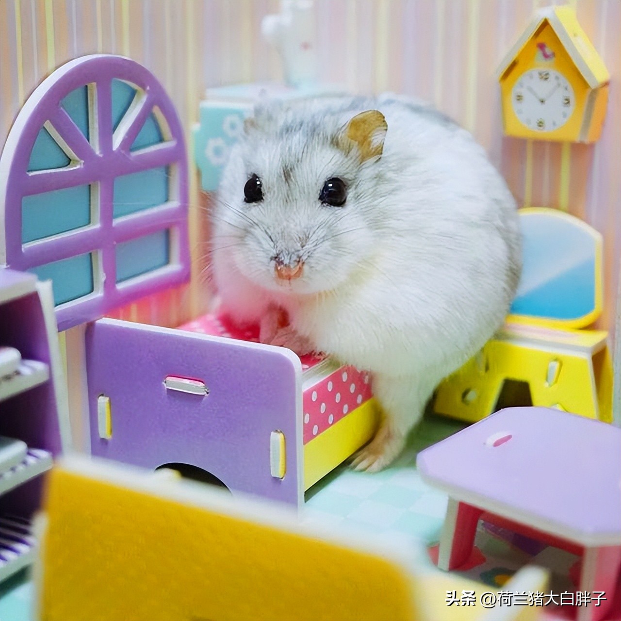 怎么给仓鼠局部清理,怎么给仓鼠梳毛