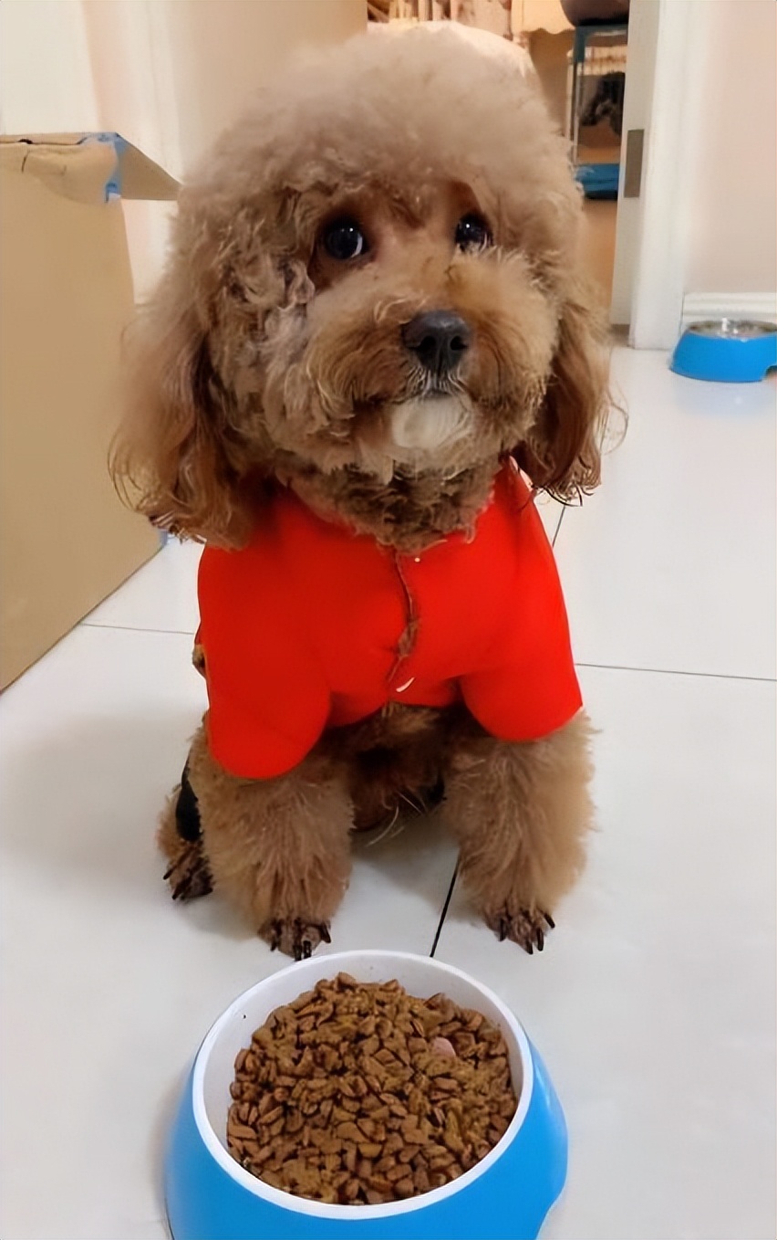 泰迪被你养熟的表现,泰迪吃醋的表现和特征