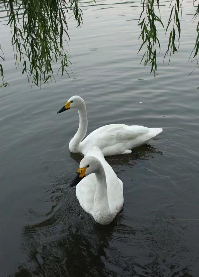 名校是怎么成为名校的,名校是怎样形成的