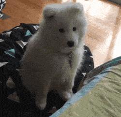 萨摩耶的优点和缺点黑色,萨摩耶的十大优点