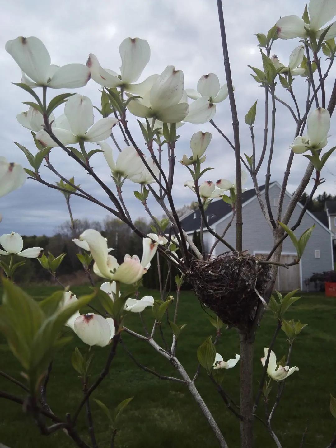 我在美国当道士,我在美国当道士的日子