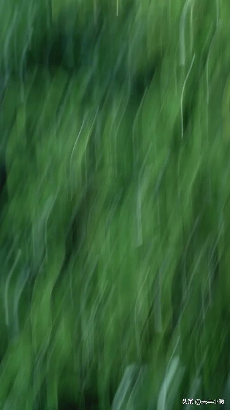 最美的手机壁纸大全,养眼养心的壁纸