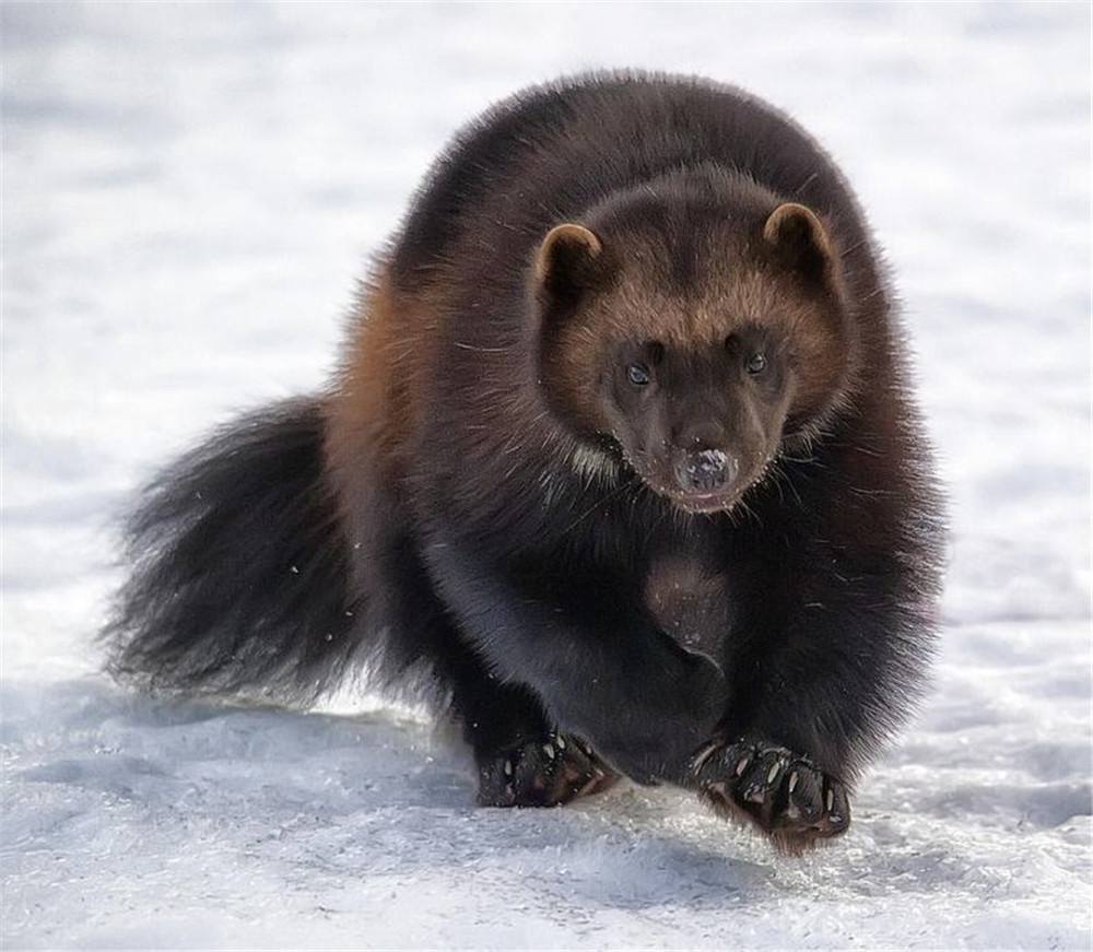 平头哥都怕的狼獾有多凶?一出生就被父母赶出门,狼群见它绕道走
