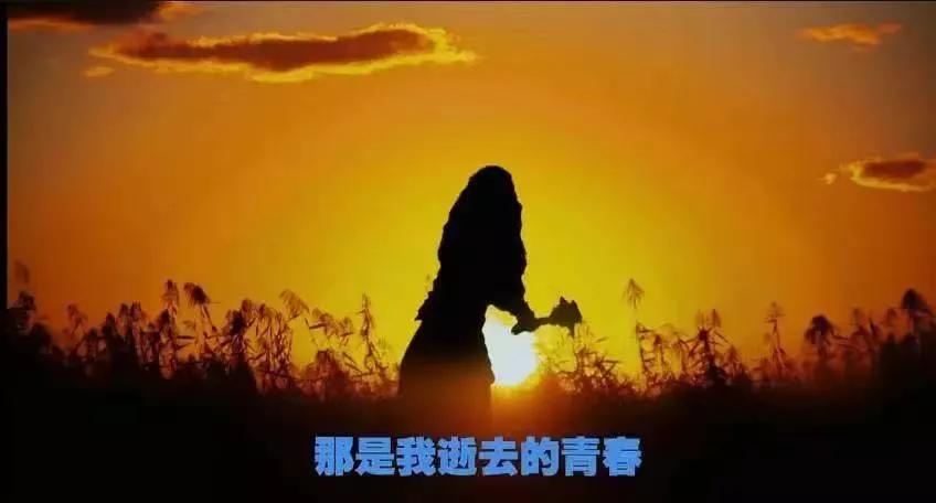 万合天宜万万没想到郑合惠子,万合天宜万万没想到花絮