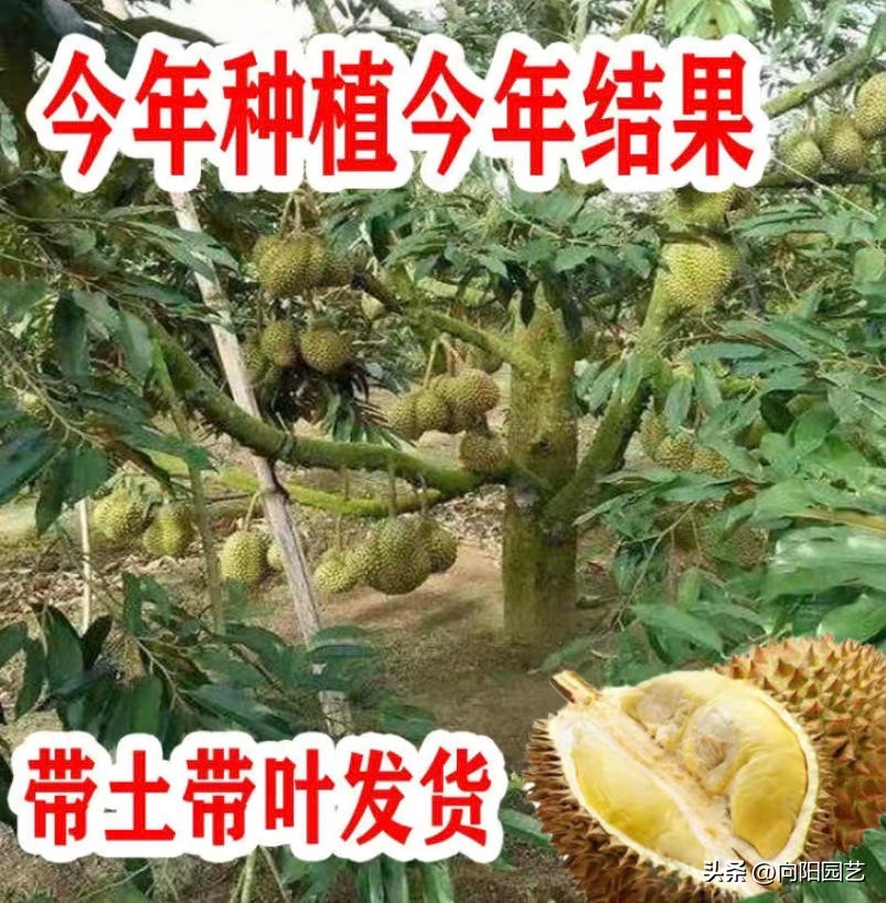 榴莲太贵自己种,网上买的榴莲怎么种