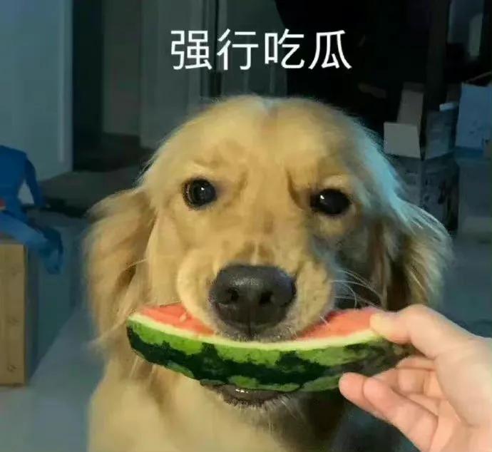 吃瓜动态表情包下载,躺床上吃瓜表情包