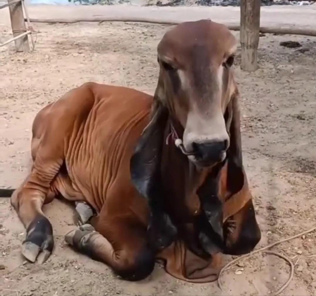 长得像羊有卷毛瘦长的狗,长得像羊又像狗的是什么动物
