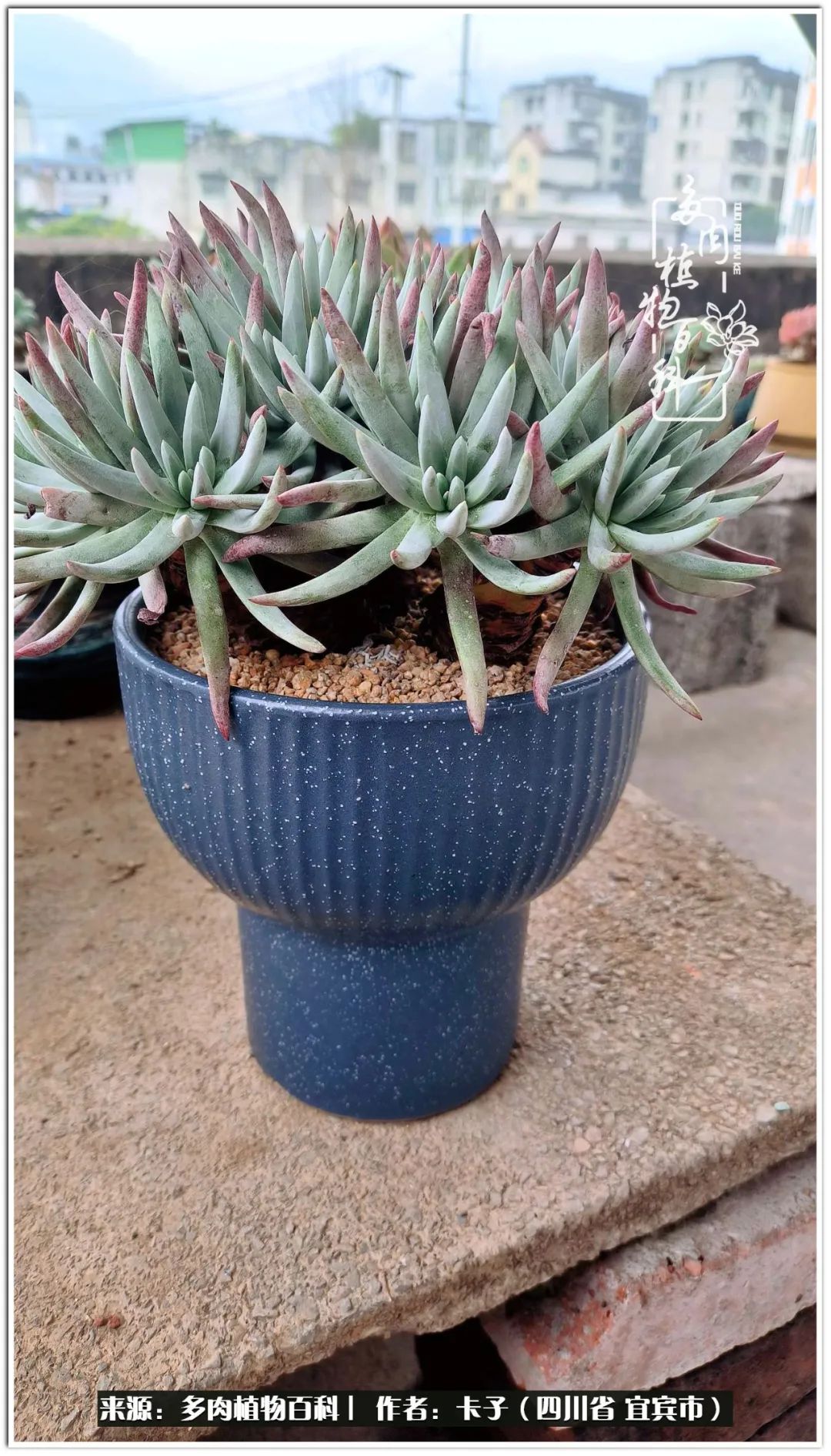 送我一轮明月文案,送我一轮明月