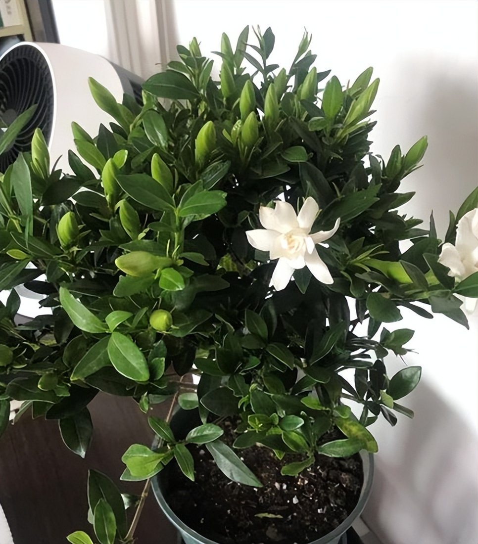 春季养栀子花怎么管理,夏天养爆栀子花的诀窍只需1个字